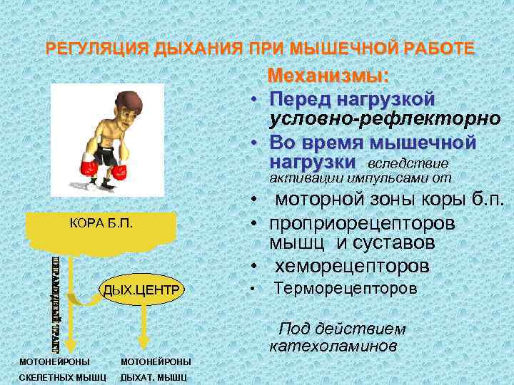  РЕГУЛЯЦИЯ ДЫХАНИЯ ПРИ МЫШЕЧНОЙ РАБОТЕ       Механизмы:
