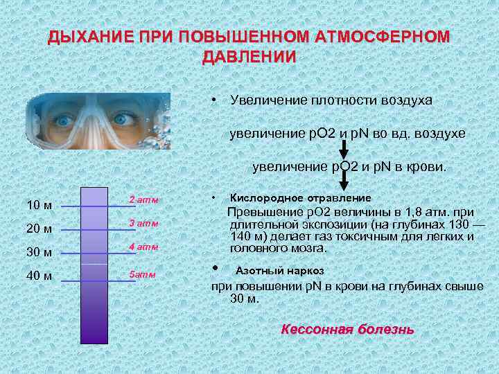   ДЫХАНИЕ ПРИ ПОВЫШЕННОМ АТМОСФЕРНОМ   ДАВЛЕНИИ    • Увеличение