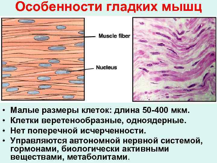   Особенности гладких мышц •  Малые размеры клеток: длина 50 -400 мкм.