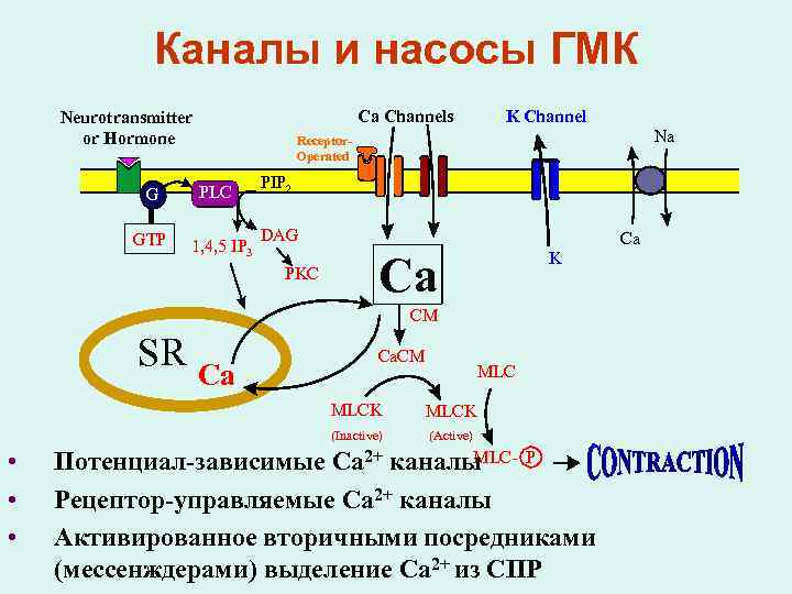     Каналы и насосы ГМК Neurotransmitter     Ca