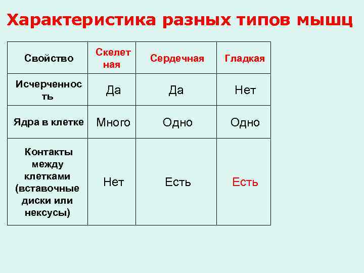 Характеристика разных типов мышц    Скелет  Свойство   Сердечная 