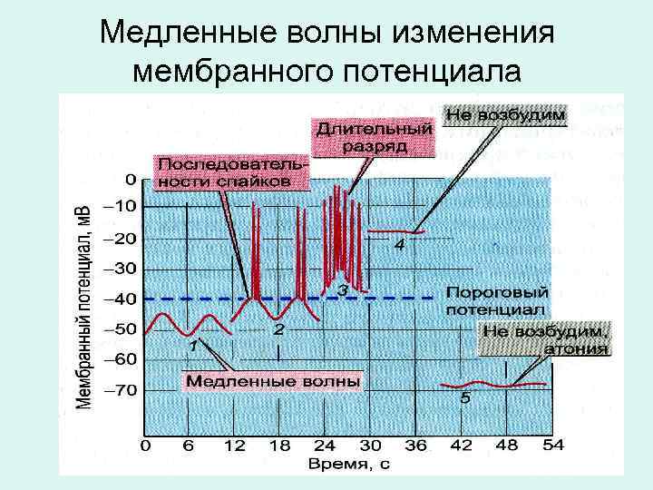 Медленные волны изменения  мембранного потенциала 