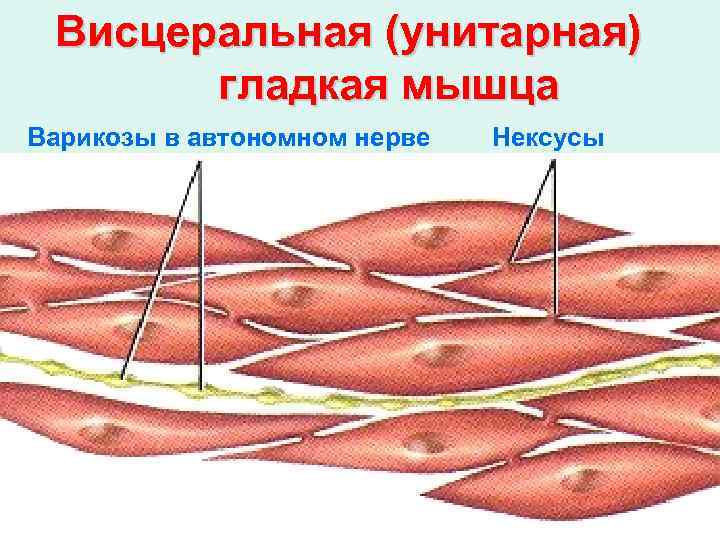  Висцеральная (унитарная)   гладкая мышца Варикозы в автономном нерве  Нексусы 