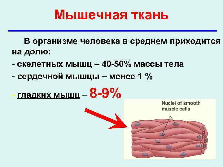    Мышечная ткань В организме человека в среднем приходится на долю: -