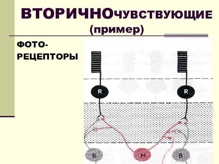 Механизм возбуждения первичного рецептора схема