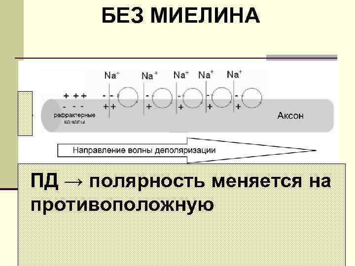 БЕЗ МИЕЛИНА ПД → полярность меняется на противоположную 