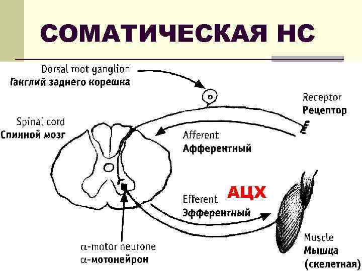 СОМАТИЧЕСКАЯ НС АЦХ 