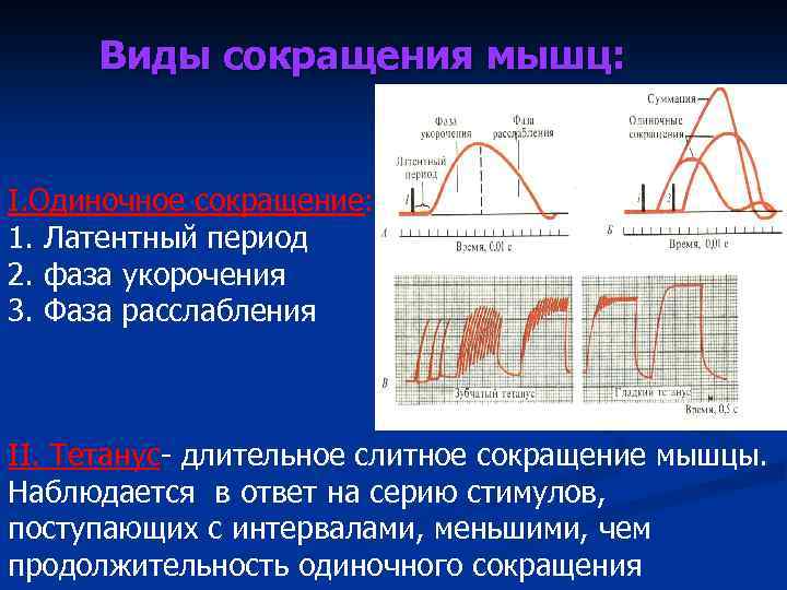 Виды сокращения мышц: I. Одиночное сокращение: 1. Латентный период 2. фаза укорочения 3. Фаза