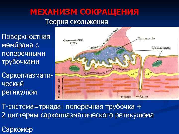 МЕХАНИЗМ СОКРАЩЕНИЯ Теория скольжения Поверхностная мембрана с поперечными трубочками Саркоплазматический ретикулюм Т-система=триада: поперечная трубочка