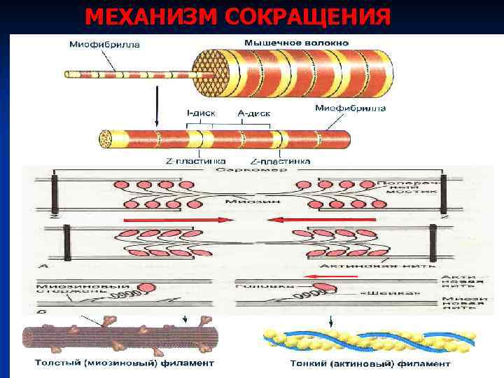 Механизм мышечного сокращения схема