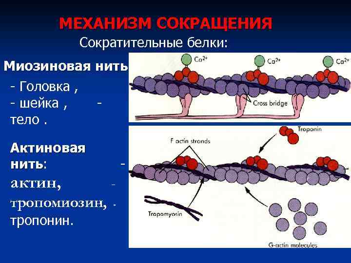 МЕХАНИЗМ СОКРАЩЕНИЯ Сократительные белки: Миозиновая нить - Головка , - шейка , тело. Актиновая
