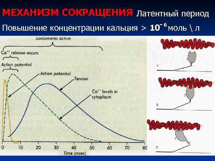 МЕХАНИЗМ СОКРАЩЕНИЯ Латентный период Повышение концентрации кальция > 10 - 6 моль  л