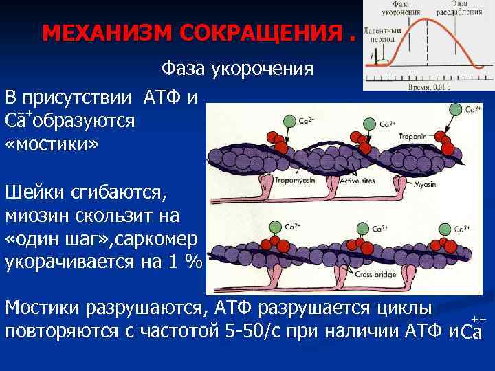 МЕХАНИЗМ СОКРАЩЕНИЯ. Фаза укорочения В присутствии АТФ и ++ Са образуются «мостики» Шейки сгибаются,