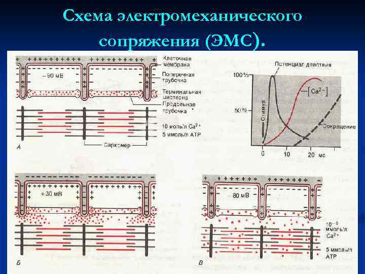 Схема электромеханического сопряжения (ЭМС). 
