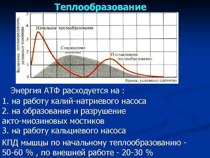 Теплообразование Энергия АТФ расходуется на : 1. на работу калий-натриевого насоса 2. на образование