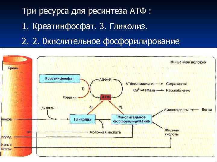 Три ресурса для ресинтеза АТФ : 1. Креатинфосфат. 3. Гликолиз. 2. 2. 0 кислительное