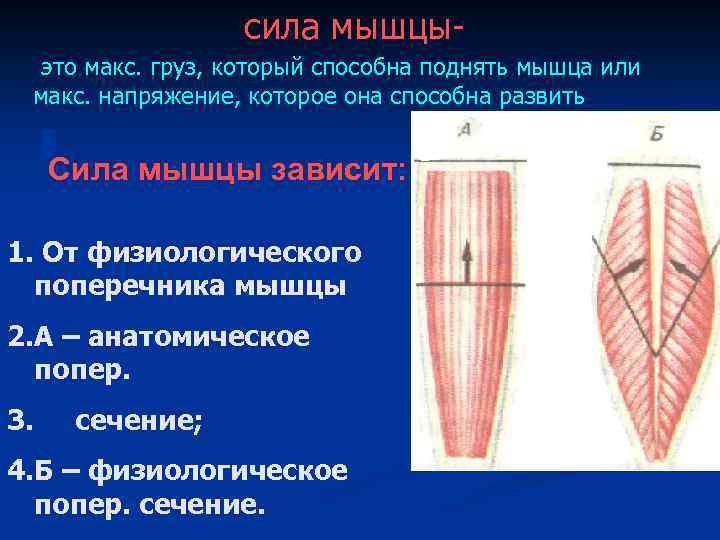сила мышцыэто макс. груз, который способна поднять мышца или макс. напряжение, которое она способна