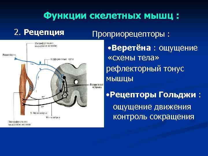 Функции скелетных мышц : 2. Рецепция Проприорецепторы : • Веретёна : ощущение «схемы тела»