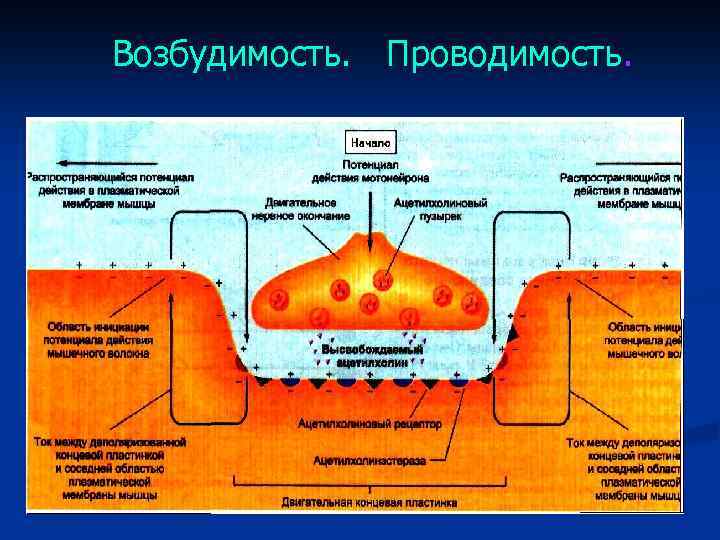 Возбудимость. Проводимость. 