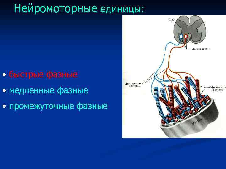 Нейромоторные единицы: • быстрые фазные • медленные фазные • промежуточные фазные 
