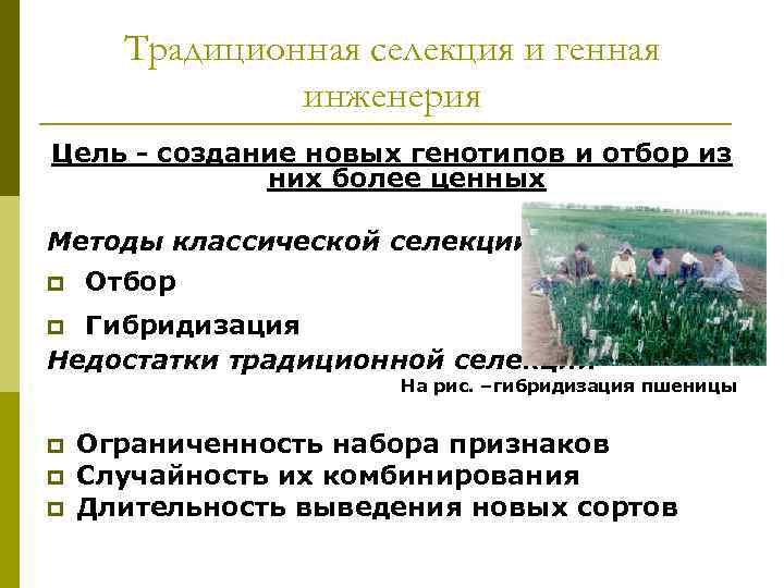  Традиционная селекция и генная    инженерия Цель - создание новых генотипов