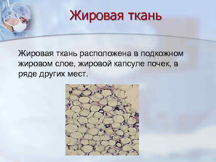   Жировая ткань расположена в подкожном жировом слое, жировой капсуле почек, в ряде