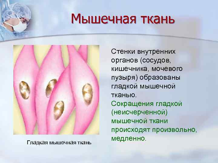     Мышечная ткань      Стенки внутренних 