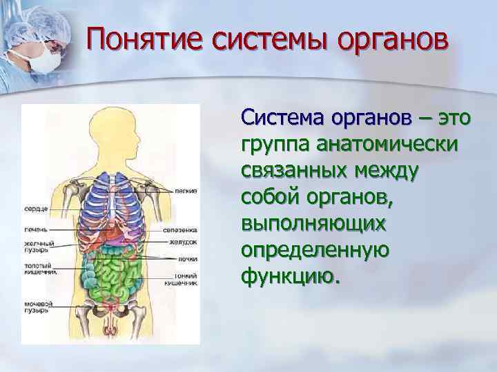 Понятие системы органов  Система органов – это   группа анатомически  