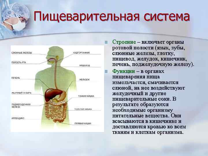 Пищеварительная система  n  Строение – включает органы    ротовой полости