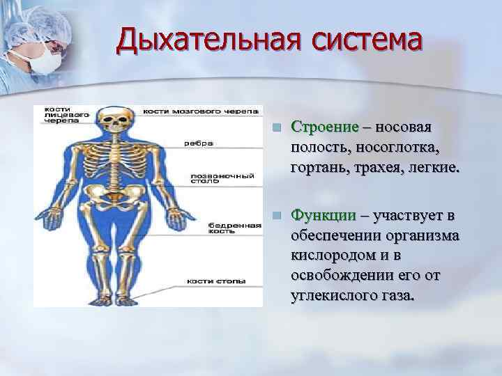 Дыхательная система  n  Строение – носовая   полость, носоглотка,  