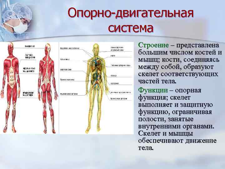 Какие функции выполняет скелет человека