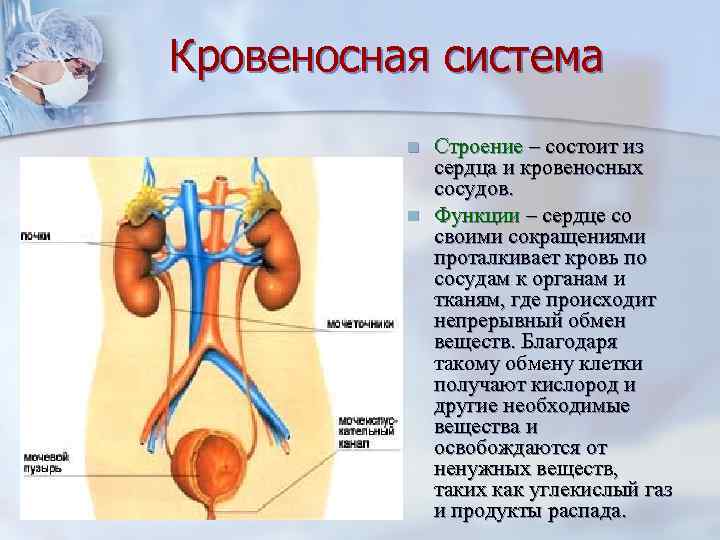 Кровеносная система  n  Строение – состоит из    сердца и