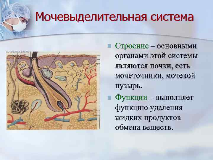 Мочевыделительная система   n  Строение – основными    органами этой