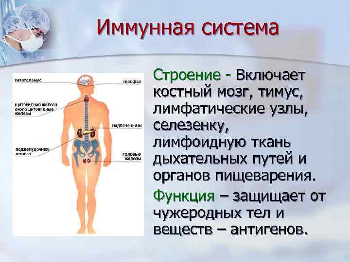Иммунная система Строение - Включает костный мозг, тимус, лимфатические узлы, селезенку, лимфоидную ткань дыхательных