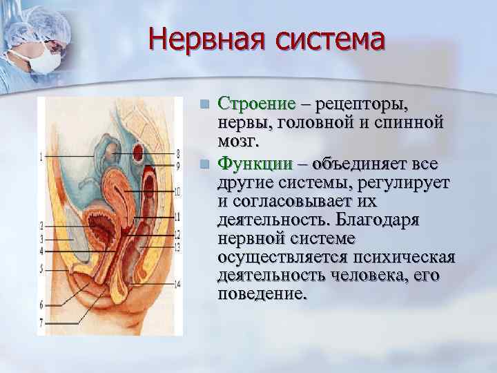Нервная система  n  Строение – рецепторы,   нервы, головной и спинной