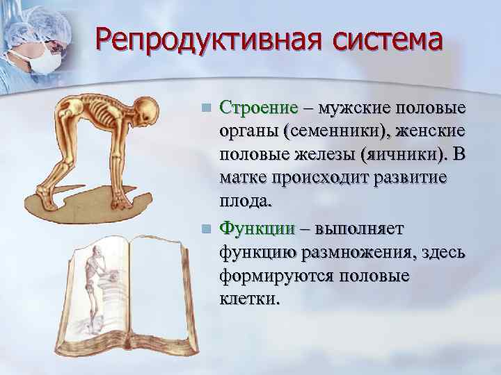Репродуктивная система  n  Строение – мужские половые  органы (семенники), женские 