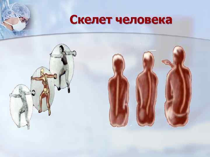 Скелет человека 