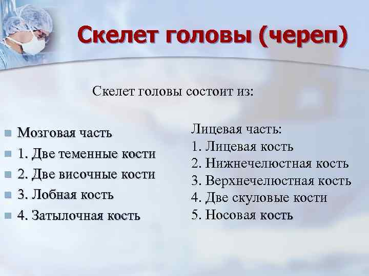   Скелет головы (череп)   Скелет головы состоит из:  n 