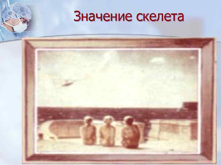 Значение скелета   Скелет – все  кости тела,   связанные между