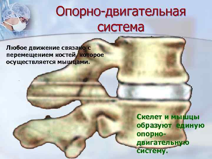    Опорно-двигательная     система Любое движение связано с перемещением