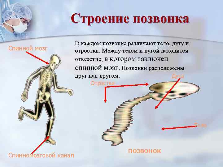    Строение позвонка    В каждом позвонке различают тело, дугу