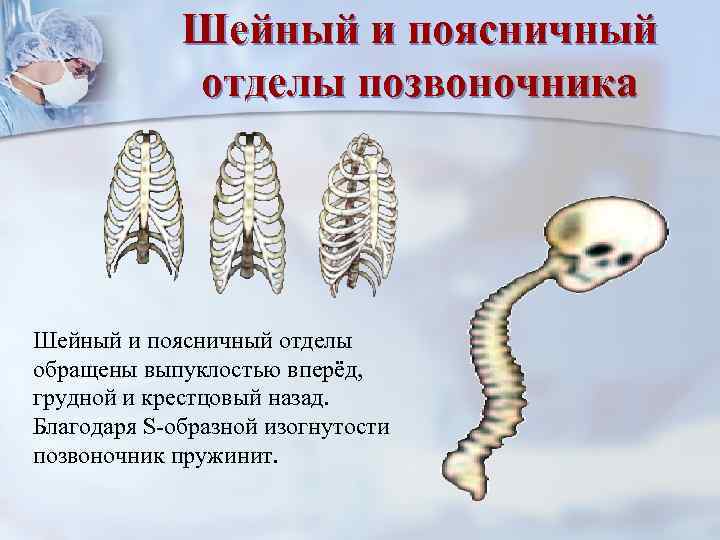    Шейный и поясничный   отделы позвоночника Шейный и поясничный отделы
