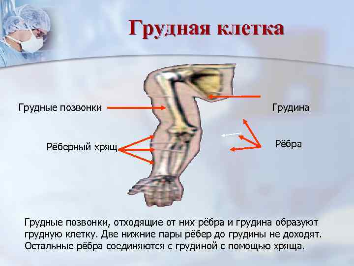      Грудная клетка  Грудные позвонки    