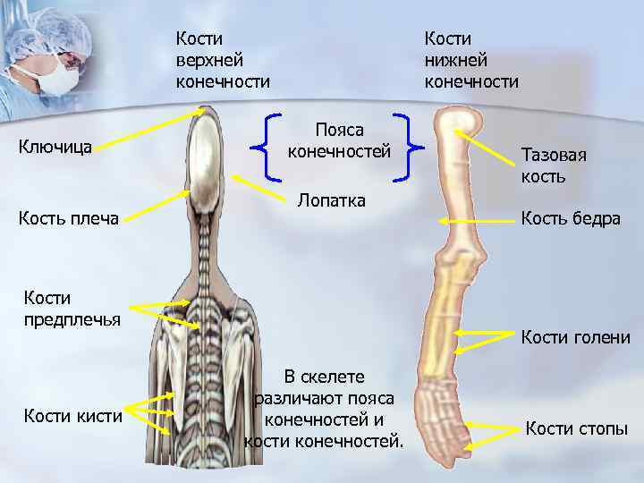    Кости    верхней     нижней 