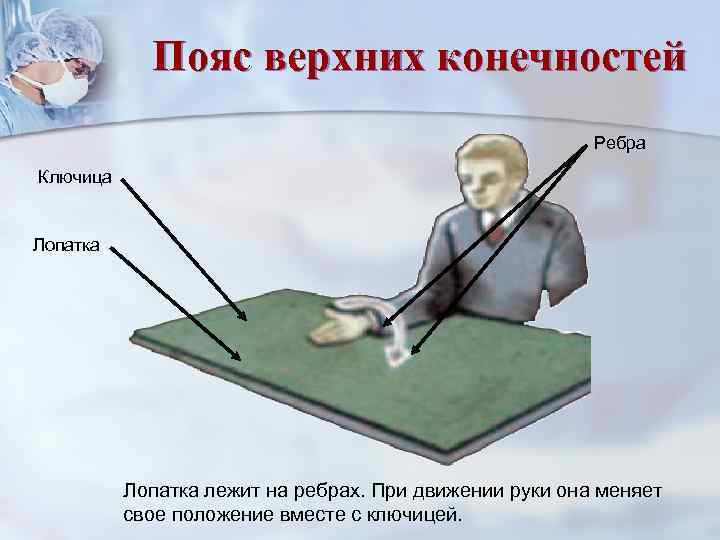   Пояс верхних конечностей      Ребра Ключица  Лопатка