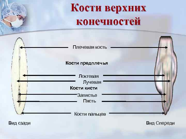    Кости верхних    конечностей    Плечевая кость