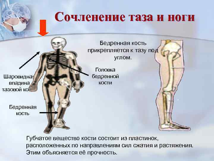    Сочленение таза и ноги       Бедренная
