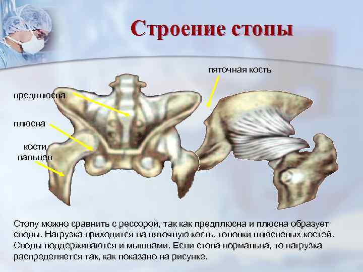      Строение стопы    пяточная кость предплюсна 