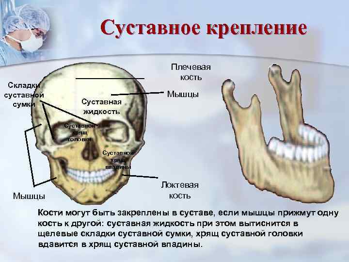     Суставное крепление    Плечевая    