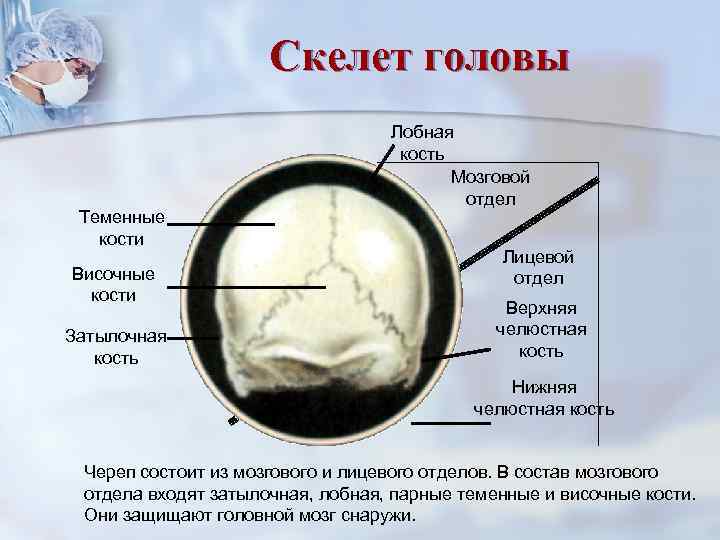      Скелет головы      Лобная 
